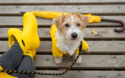 Cómo cuidar a tus mascotas durante la temporada de huracanes