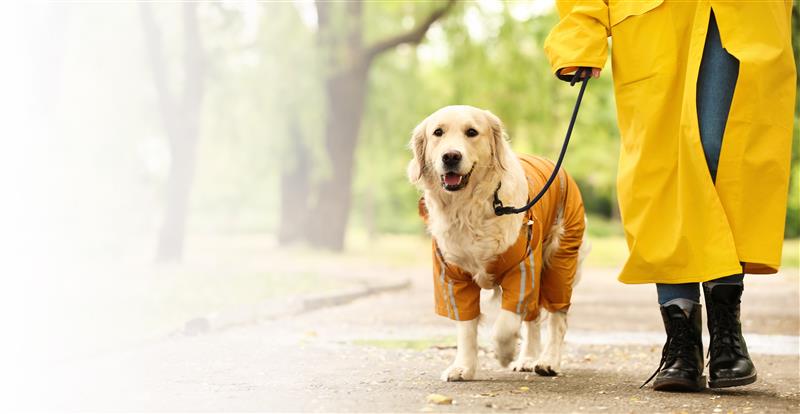 Persona paseando a su perro con impermeable
