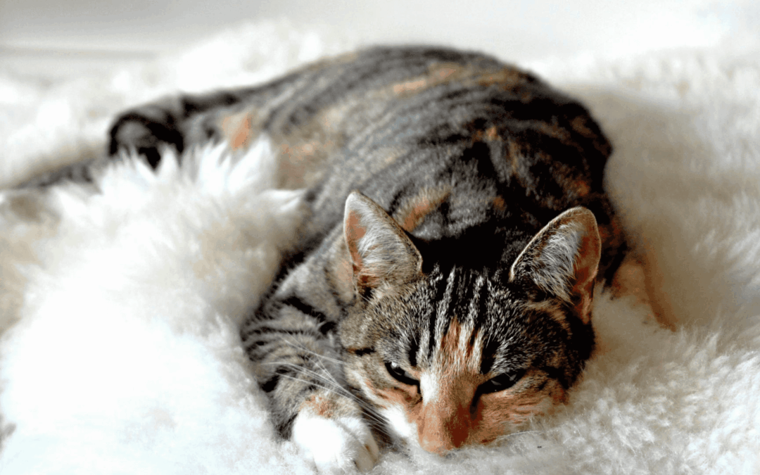 ¿Qué hacer si tu mascota es envenenada? Signos de alerta